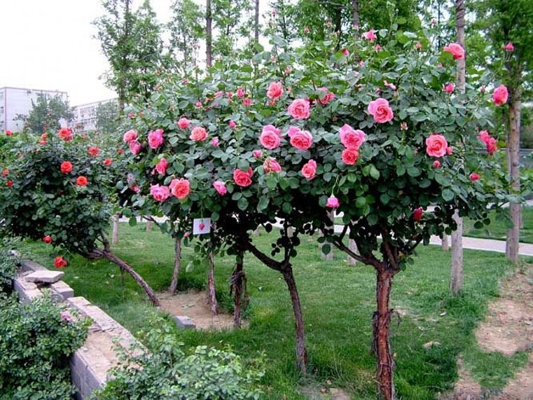 Bí quyết chăm sóc hoa hồng nở đẹp quanh năm